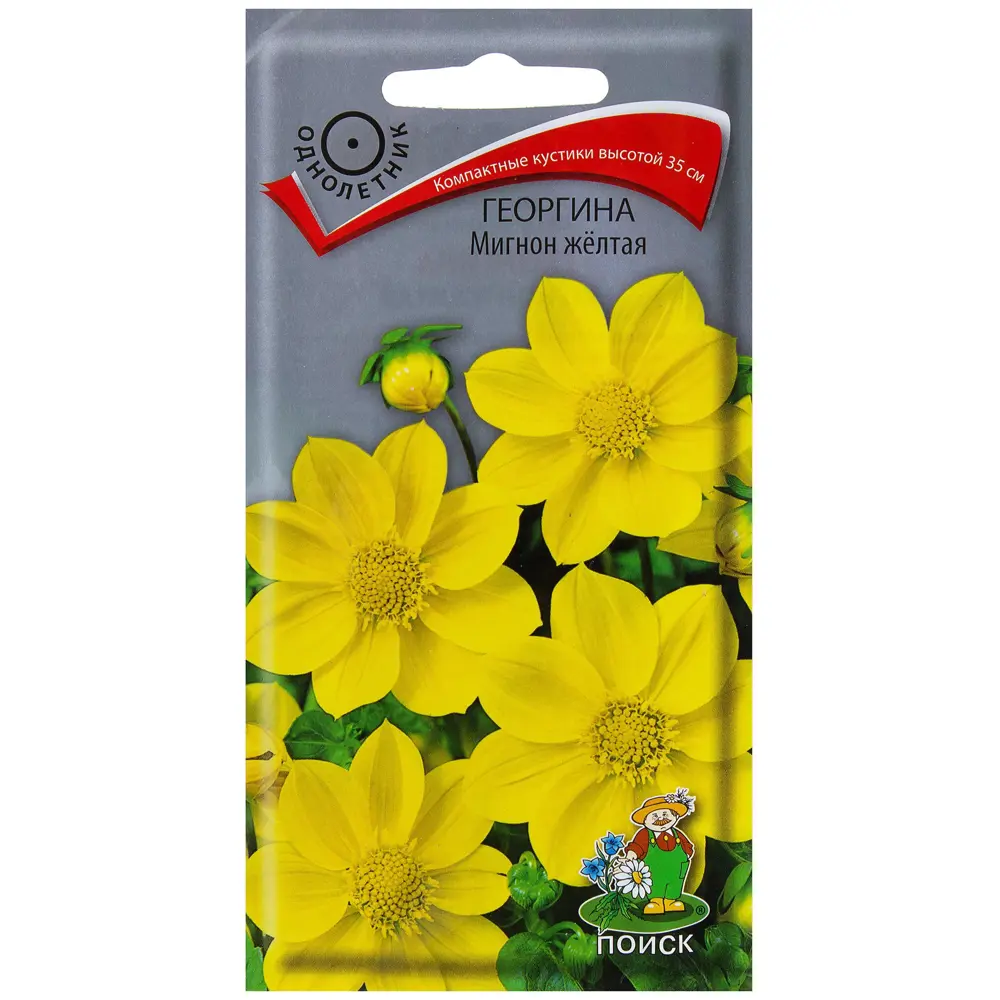 Георгина «Мигнон» цвет жёлтый ПОИСК STLM-2165502