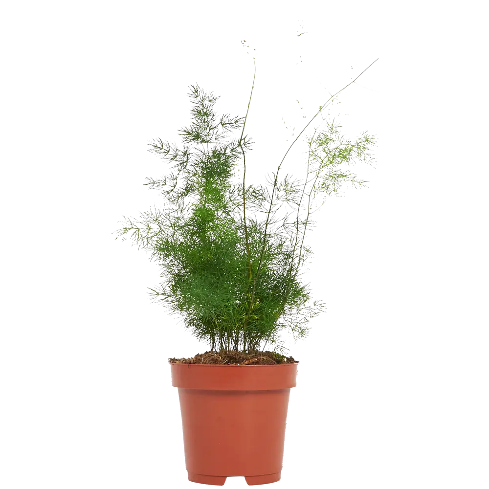 Аспарагус микс ø12 h35 см Santreyd STLM-2166277 - Вид №2