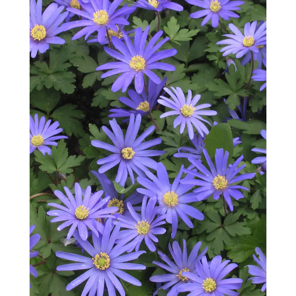 Анемона Бланда Блу Шейдс от ПОИСК - сине-фиолетовый ковер для сада 89381282 STLM-1338016