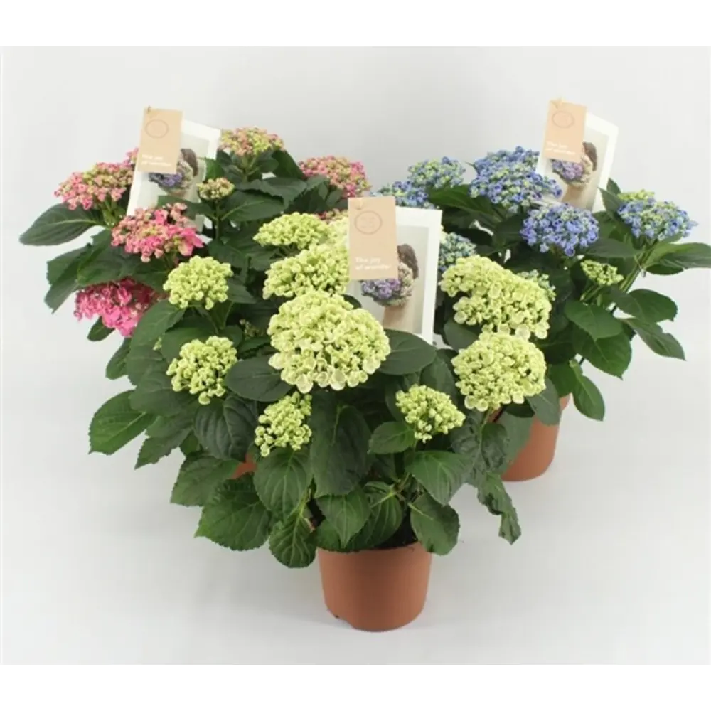 Гортензия микс штамбовая с меняющейся окраской цветков 89363672 Santreyd STLM-1582533