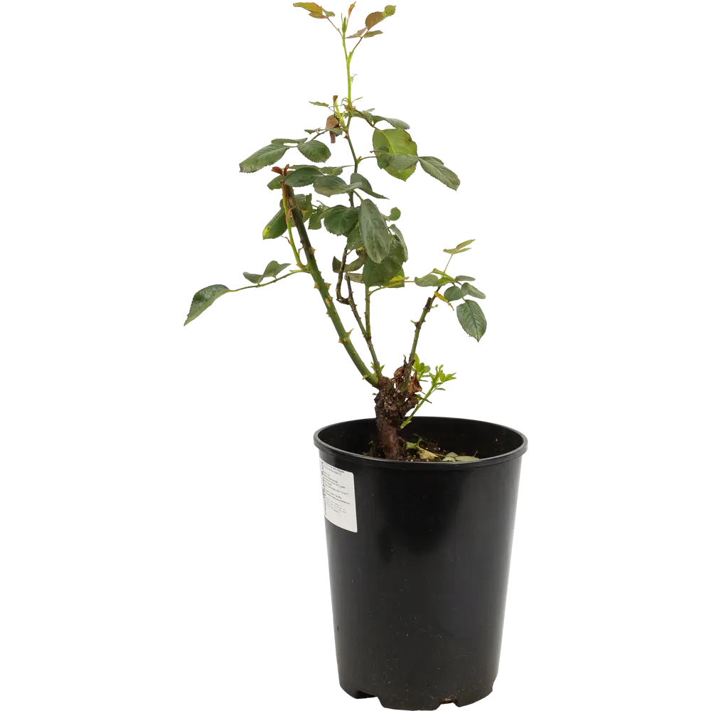 Роза чайно-гибридная «Ред Интуишин» красная 24x70 см 82625088 STLM-2155290 PLANTMARKET 