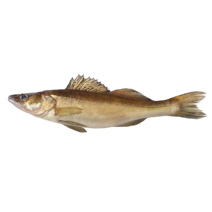 Судак охлажденный ~1,5 кг Santreyd 11783 - Вид №1