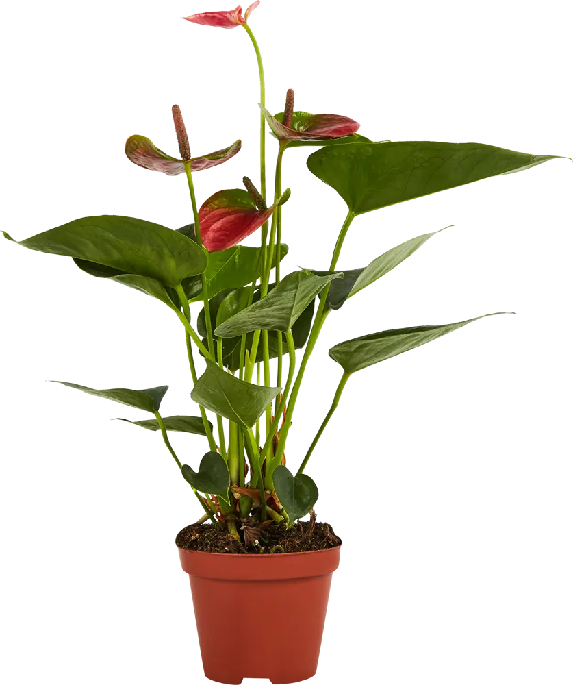 Антуриум Santreyd - экзотический цветок мужское счастье 83738759