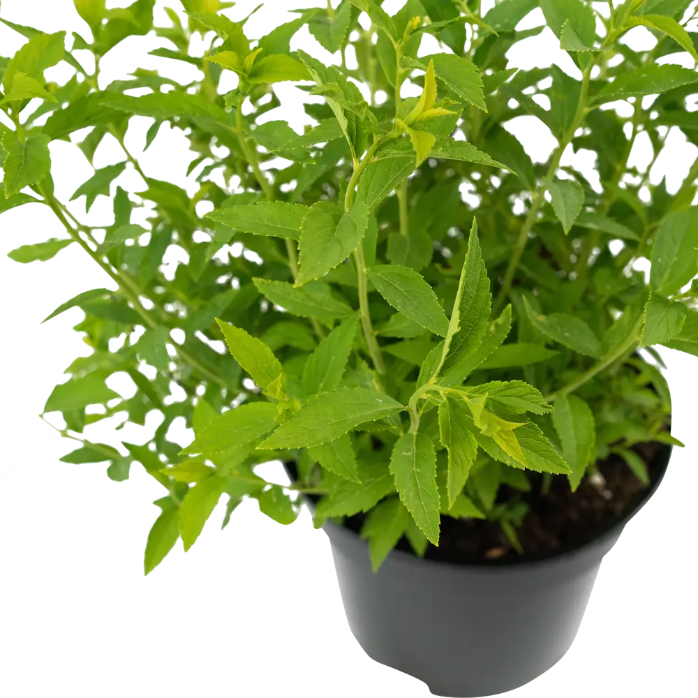 Спирея японская Albiflora - белоснежная цветущая рассада для сада 84841647 Santreyd STLM-1584002 - Вид №3