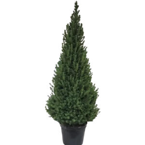 Ель Глаука Коника 30x145 см 83495103 STLM-2039190