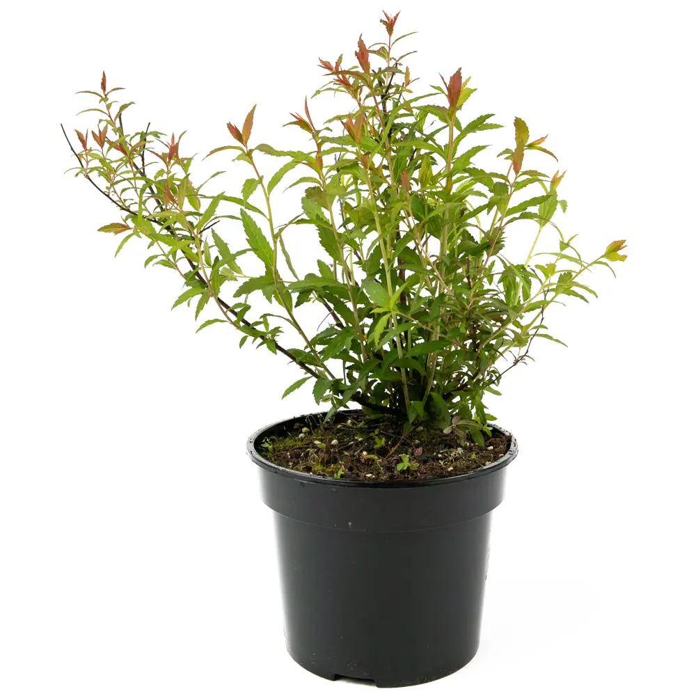 Спирея японская Darts Red от Santreyd — цветущий кустарник для живых изгородей 84841616 STLM-0055908 - Вид №1