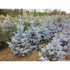 Ель колючая Хупси ø22 h55 см 84834197 STLM-2023081