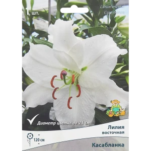 Лилия восточная Касабланка 1 шт. 83588522 STLM-2126083