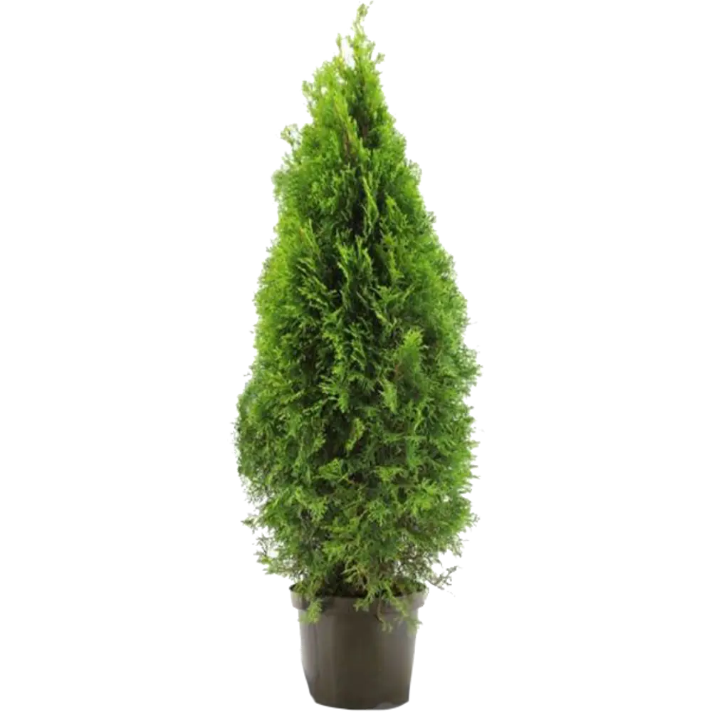 Туя «Смарагд» 23x90 см 82598159 STLM-2083259 Santreyd 