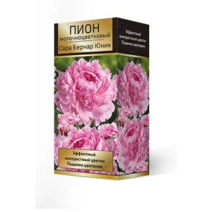 Пион травянистый Сара Бернар Юник луковица 2-3 83600319 STLM-2048651