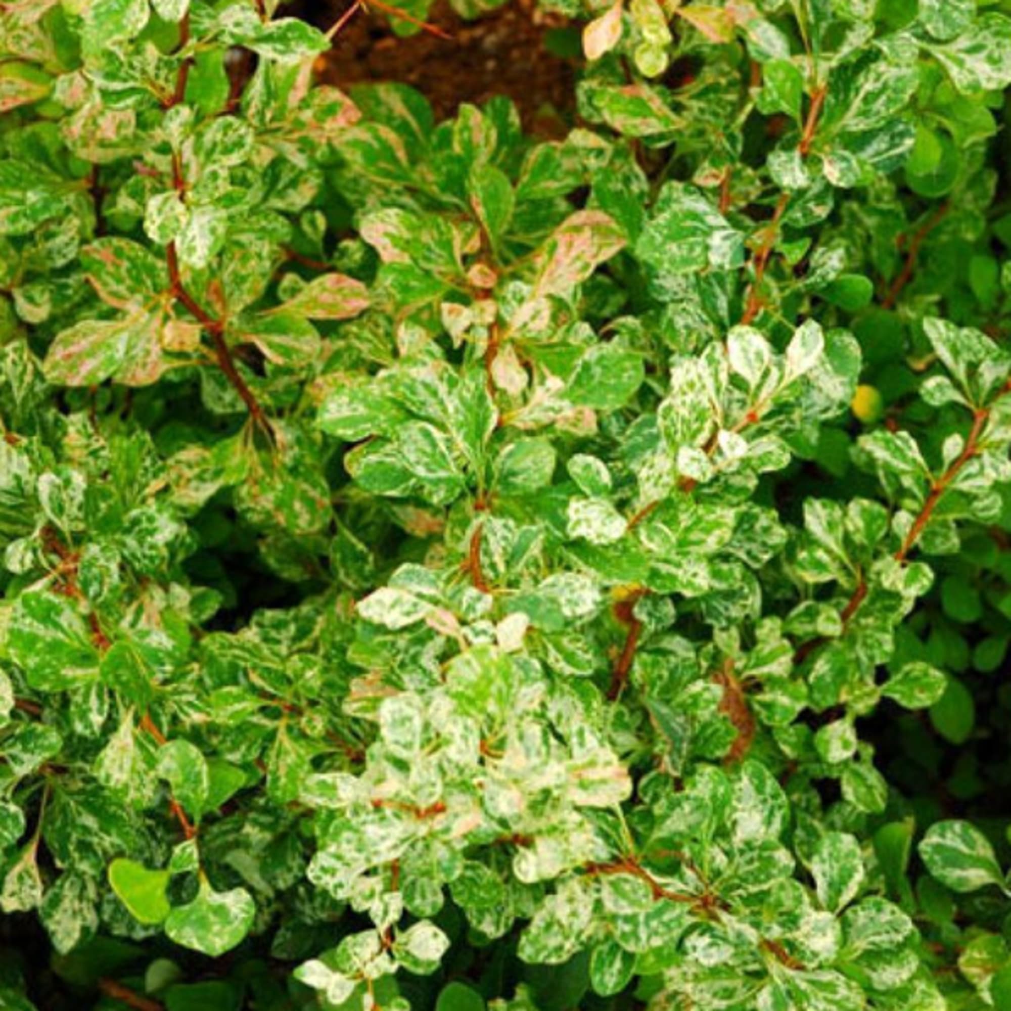 85606542 Барбарис Тунберга Корник ø15 h40 см Santreyd 