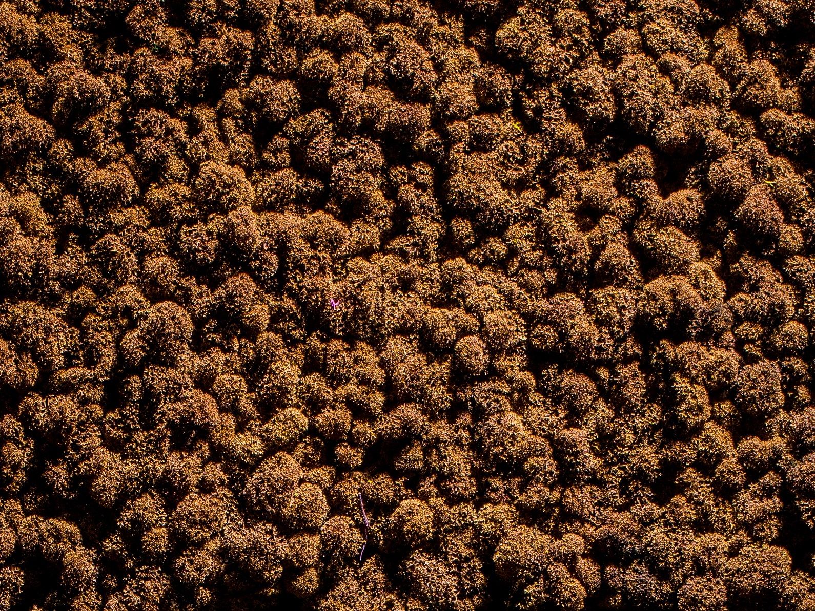 Растительная стена из мха Freund GmbH зеленый ARCH-00125792 - Вид №10