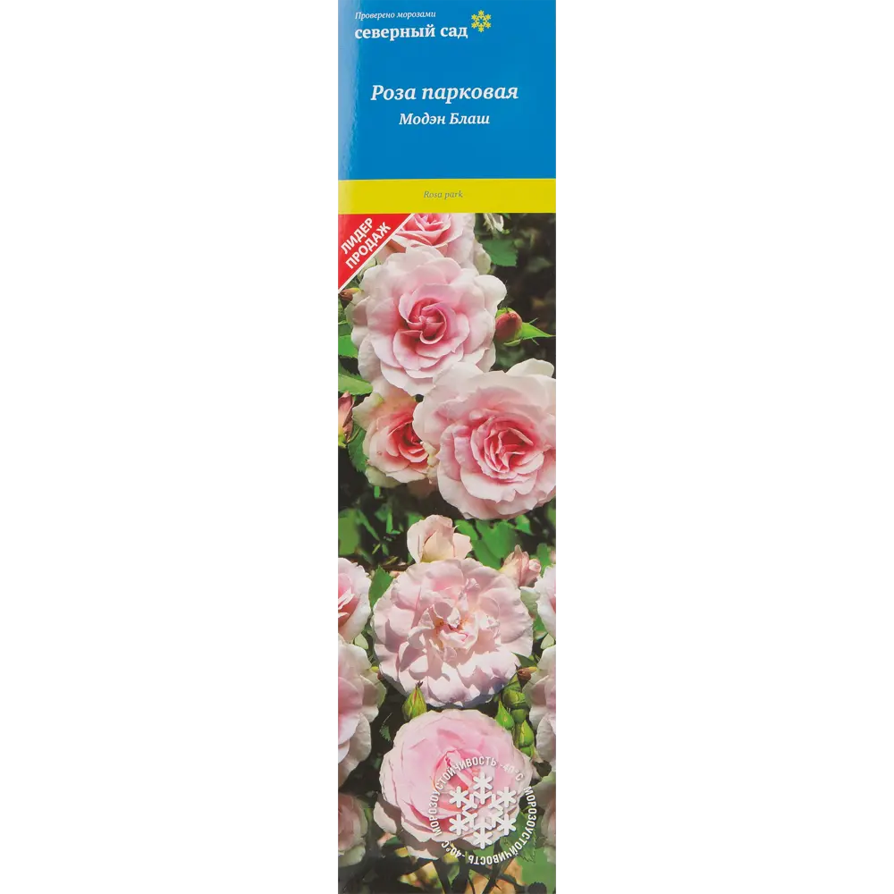 Роза канадская парковая Модэн Блаш 82527400 STLM-2037479 Santreyd 
