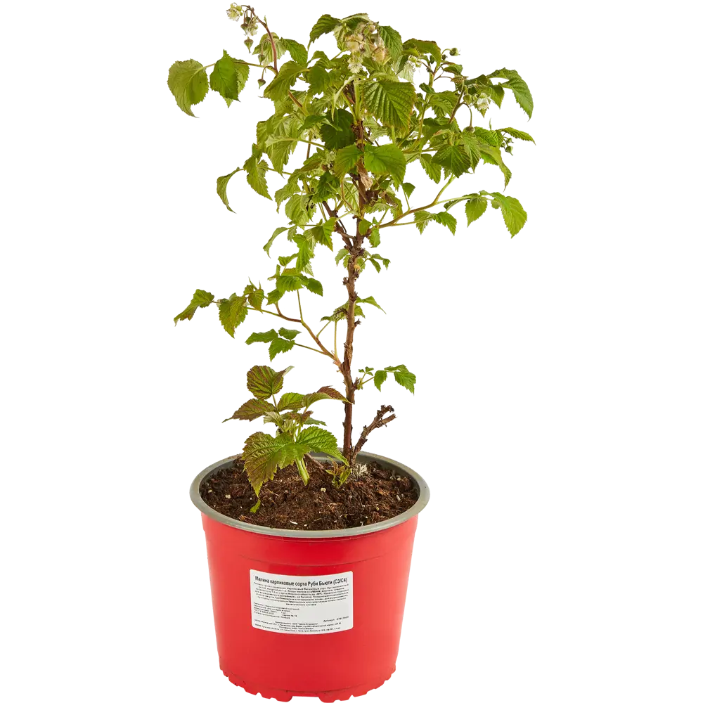 Santreyd Малина Руби Бьюти карликовая ремонтантная для террас и патио 87811899 STLM-0075785