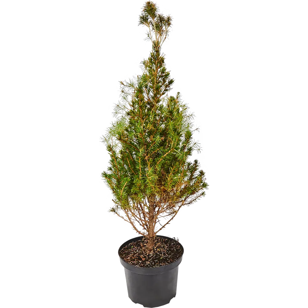 Ель «Глаука Коника» 19x50 см 82621056 STLM-2112983 Santreyd 
