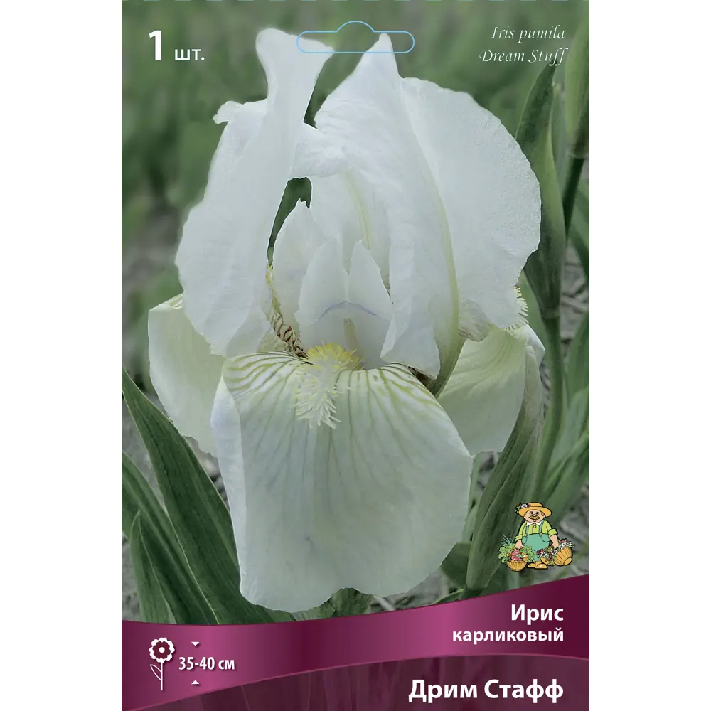 ПОИСК Ирис карликовый Дрим Стафф - изящное украшение сада 85204832 STLM-1567144