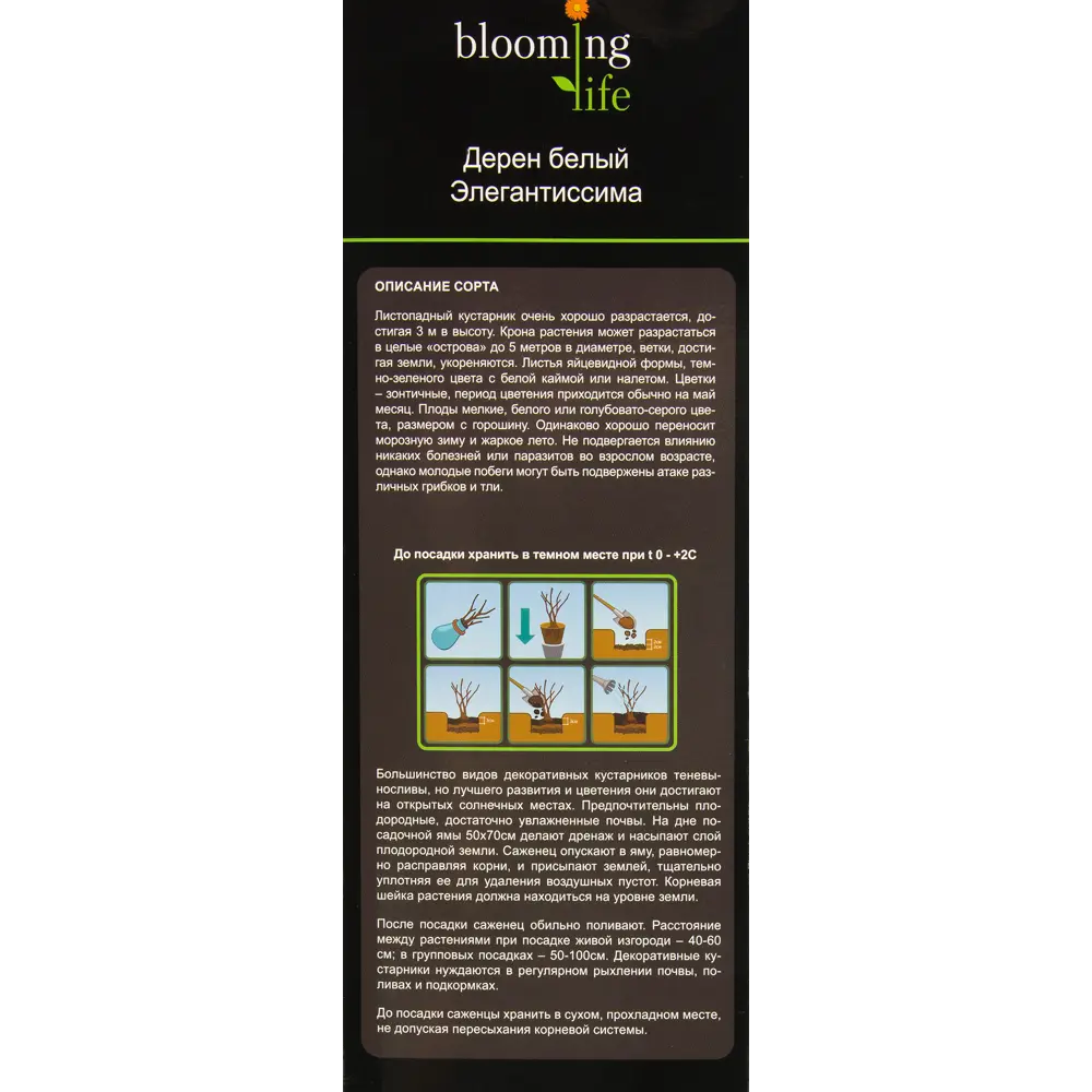Дерен белый Элегантиссима в тубе 82539515 STLM-2049395 BLOOMING LIFE  - Вид №2