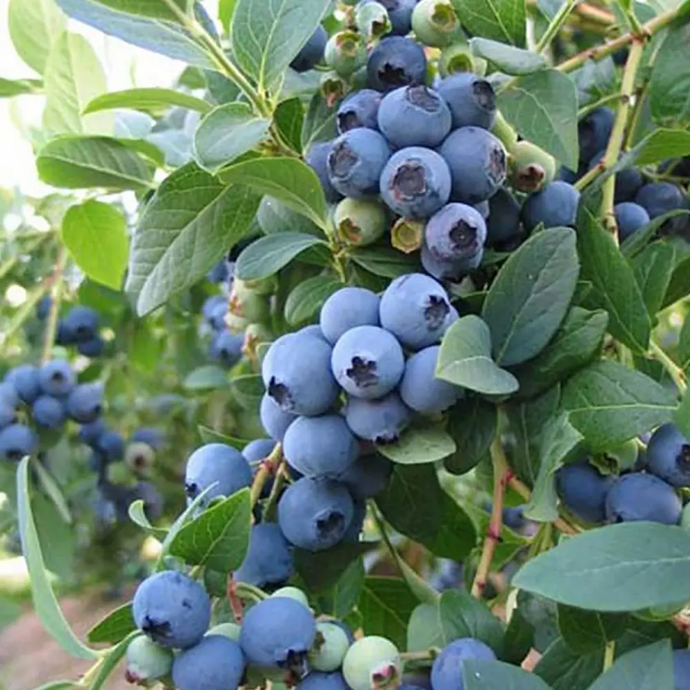 Голубика садовая Эллиот ø13 h20 см 89365304 STLM-2005157 PLANTMARKET 