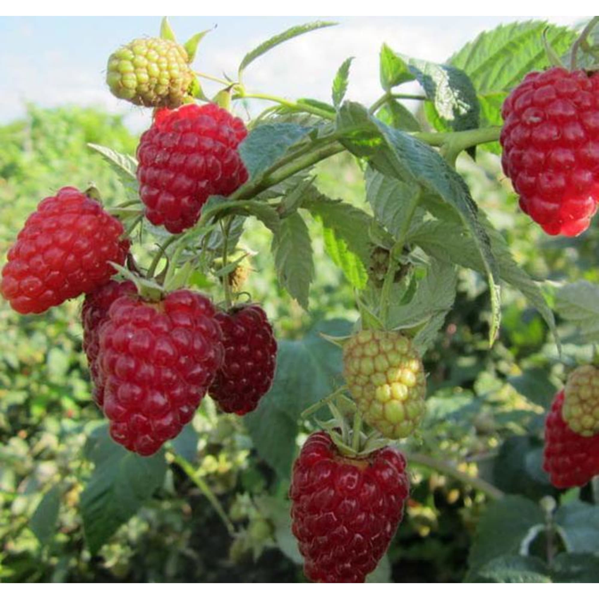 82601698 Малина садовая «Жар-птица» 1.5-2 л высота 20-40 см Santreyd  - Вид №2