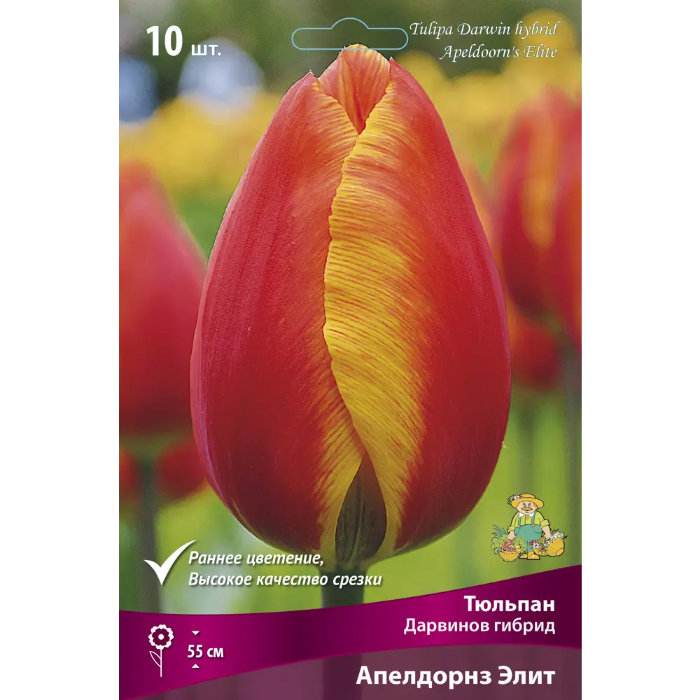 Тюльпан Дарвинов гибрид Апелдорнзэлит, 10 шт 85205577 STLM-2166432 ПОИСК 