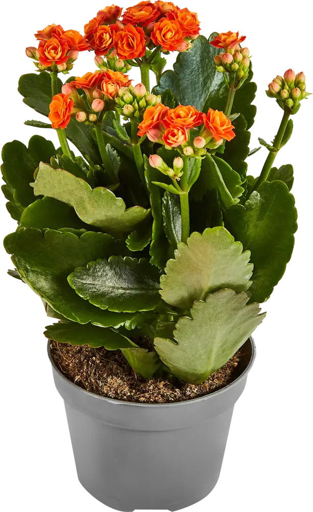 Santreyd Каланхоэ Гуди микс - цветущий суккулент для дома 89352855