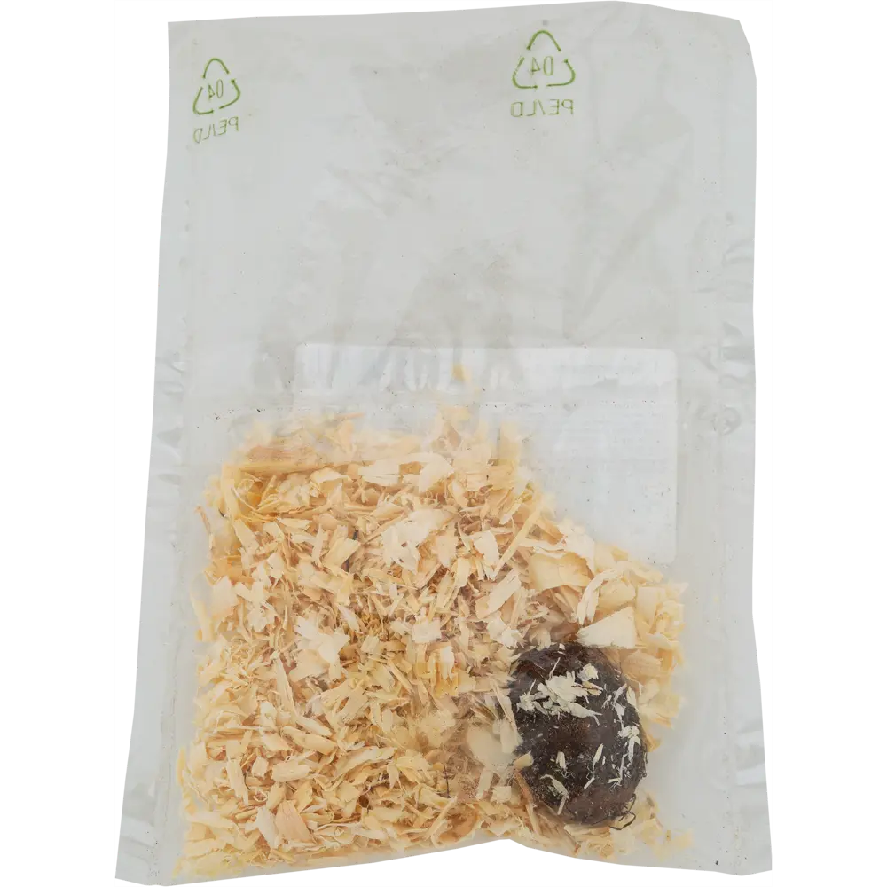 Бегония махровая «Ред», диаметр луковицы 35 мм, 1 шт Santreyd STLM-2034058