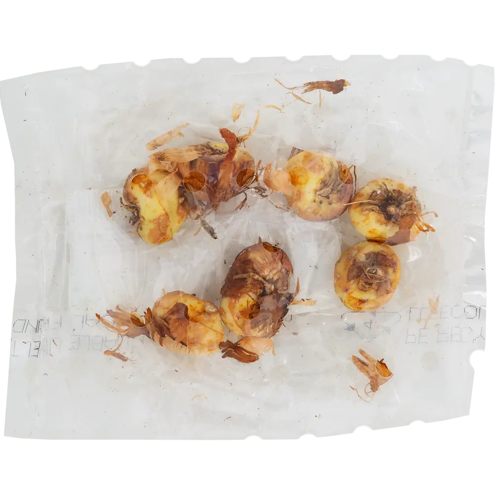 Гладиолус нанус «Ред», диаметр луковицы 70 мм, 6 шт Santreyd STLM-2166341 - Вид №1