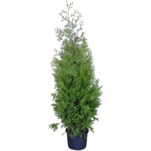 Туя «Брабант» 23x90 см 82598160 STLM-2159567
