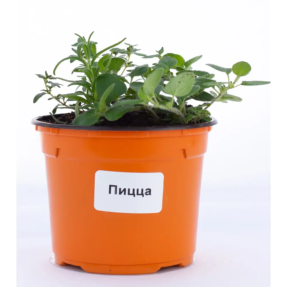 Пряные травы микс ø12 h20 см Поиск Инвест Santreyd STLM-2176435