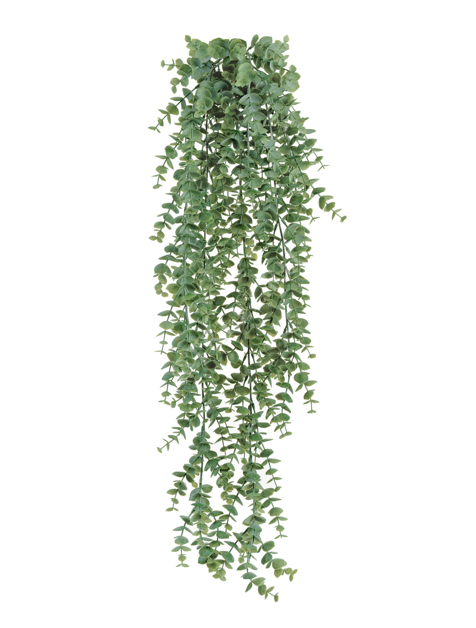 20.1421N Эвкалипт св.серый припылённый куст ампельный Цветочная коллекция 