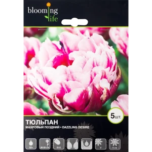 Тюльпан Деззлинг Дизайя 12/plus, 5 шт. 13740227 STLM-2061668