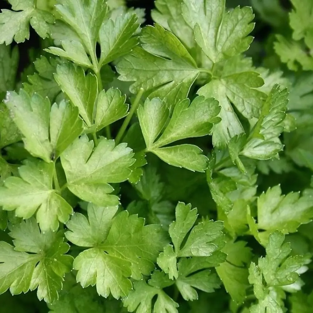 САДОК Петрушка Богатырь - теневыносливый сорт с крупной розеткой 18580496 STLM-0011498