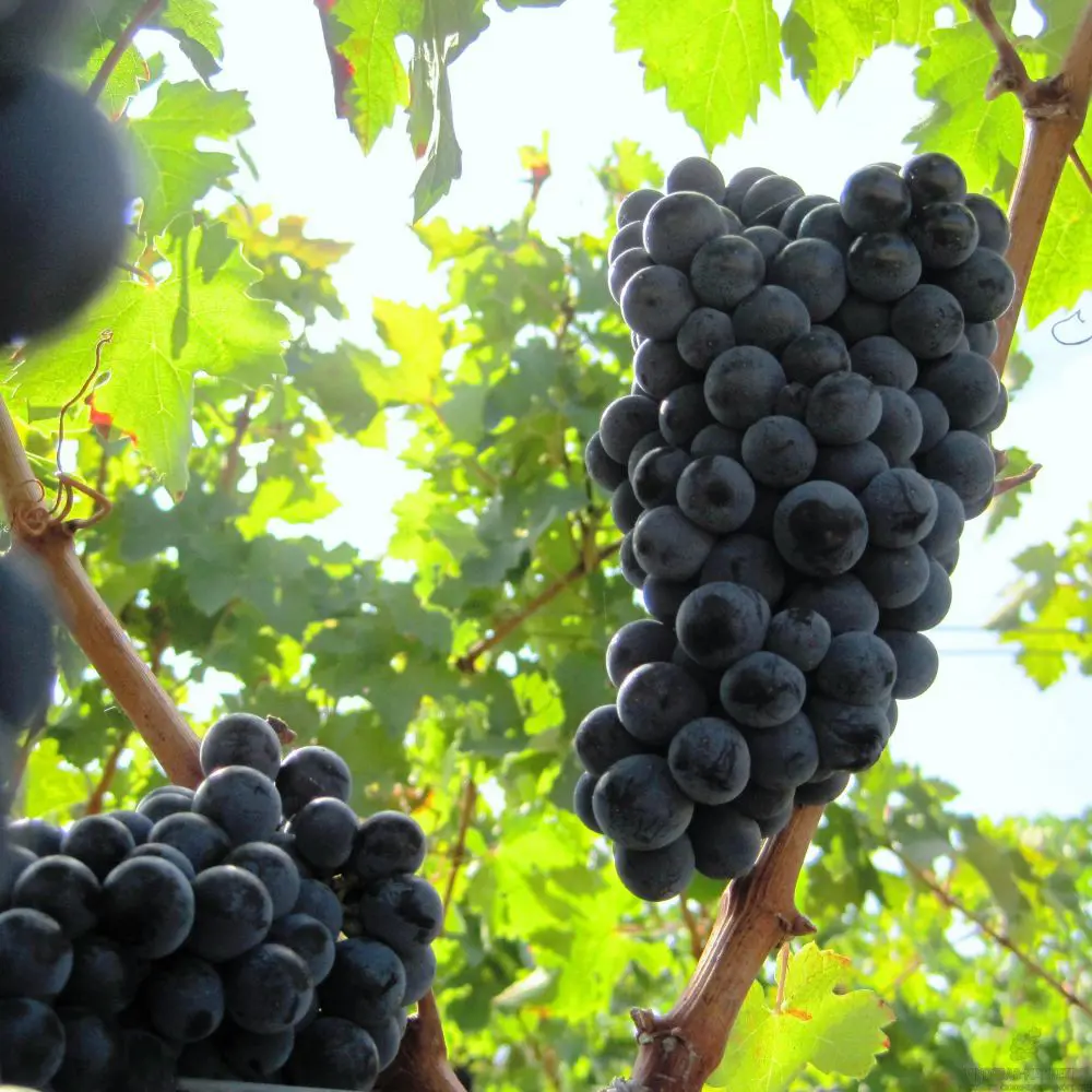Виноград Каберне Совиньон h40 см 83976229 STLM-2025877 Santreyd 