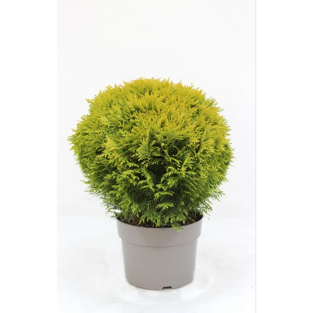 Туя Мириам ø17 h22.5 см 85573255 STLM-2175384 Santreyd 