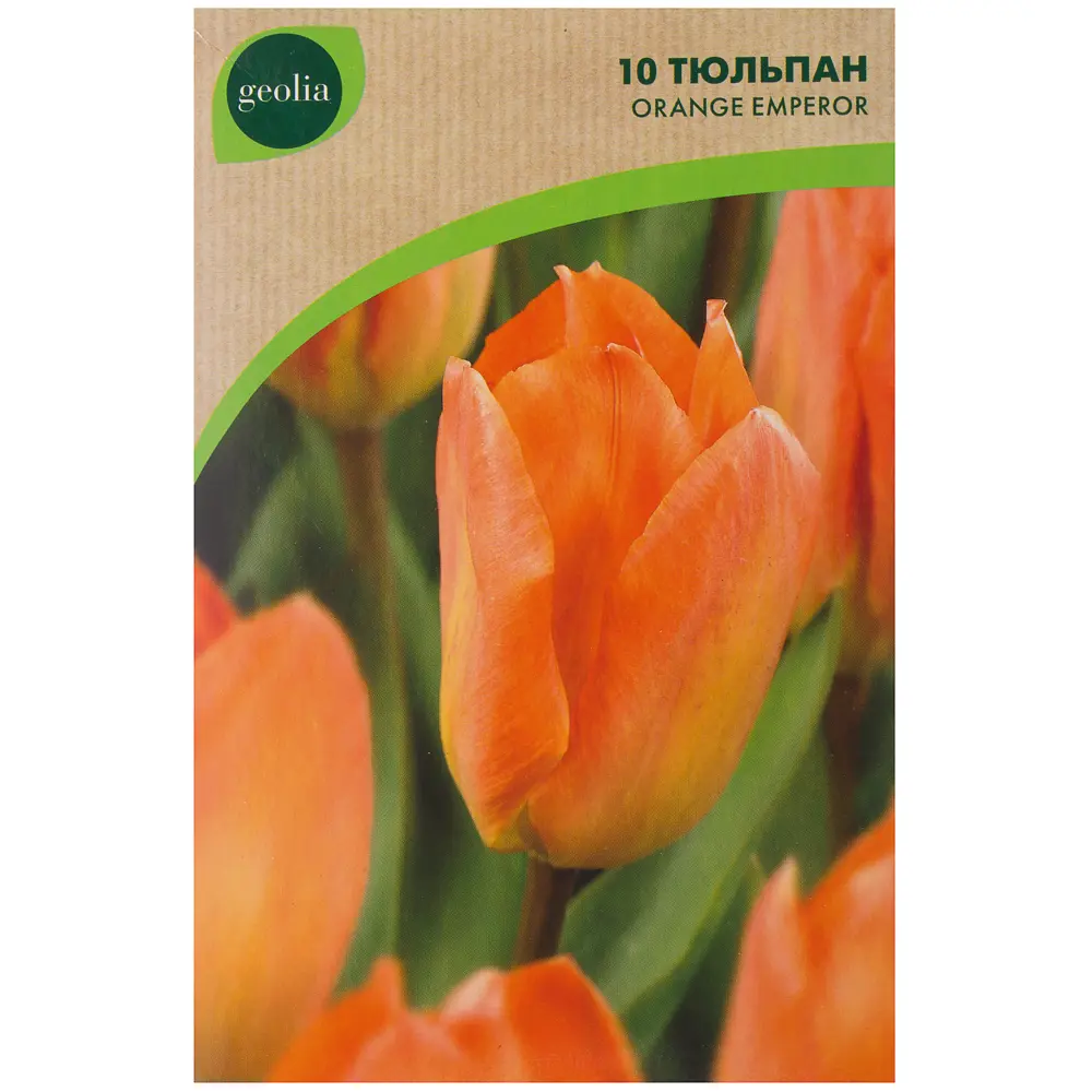 Тюльпан Orange Emperor GEOLIA 11/12 10/9 18659057 STLM-2112105  - Вид №1