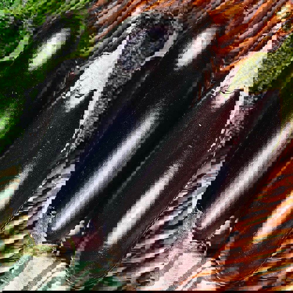 Рассада баклажана Микс Santreyd - 6 шт., фиолетовые плоды 82560445 STLM-0029959