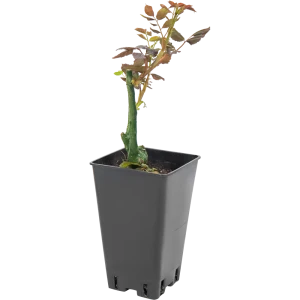 Роза плетистая «Эрик Таберли» 15x30 см 82594791 STLM-2182204