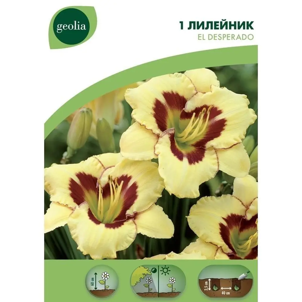 Лилейник Geolia «El Desperado» STLM-2124080