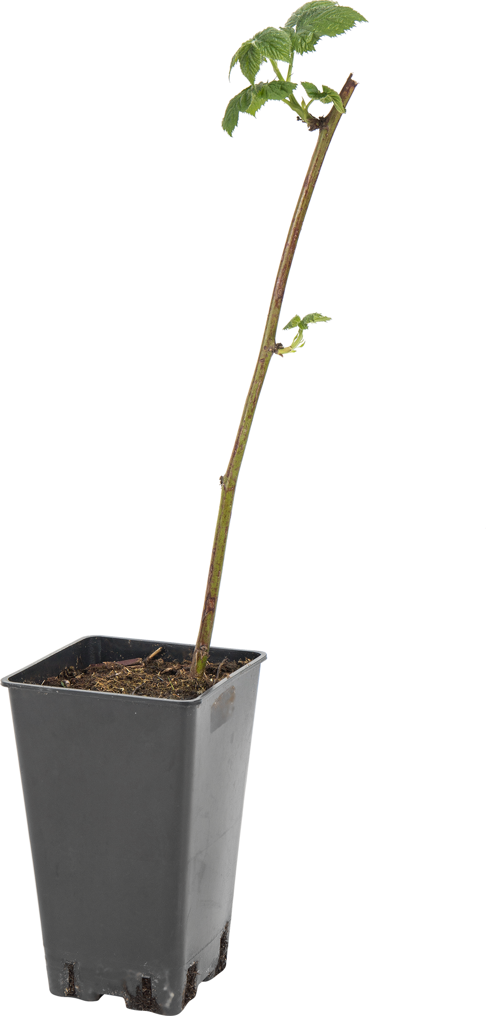 Саженец ежевики Торнфри C2 50 см 82597069