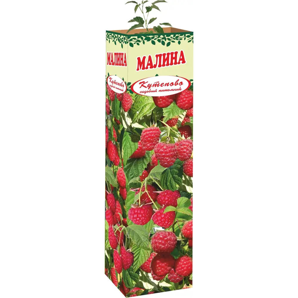 Малина 9x35 см 83539286 STLM-2199833 Santreyd 