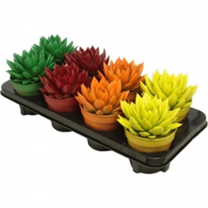 82929557 Эхеверия окрашенная микс 12x18 см