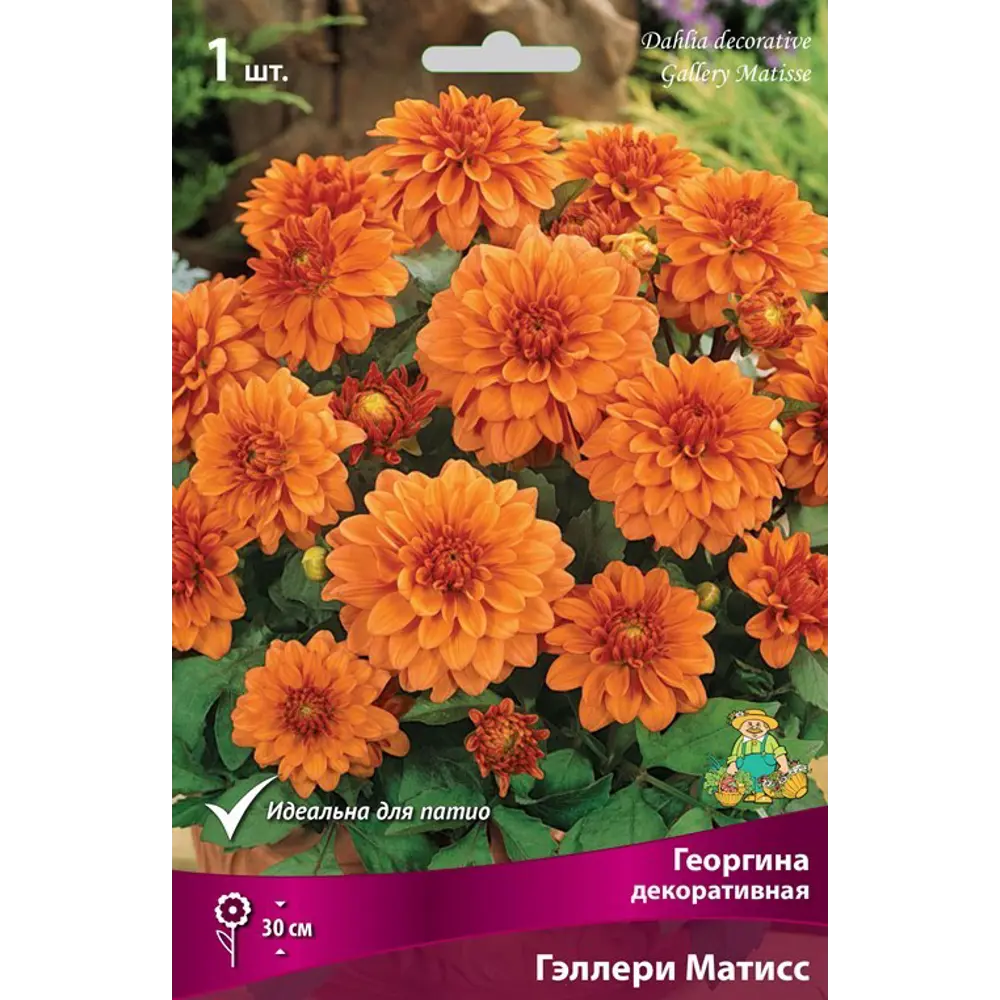 Георгина декоративная Гэллери Матисс луковица I ПОИСК STLM-2042822
