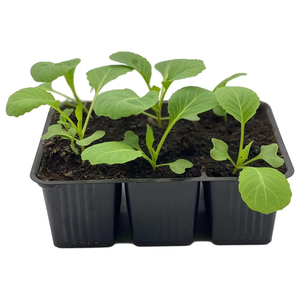 Капуста микс h10 см 6 шт Santreyd STLM-2137069