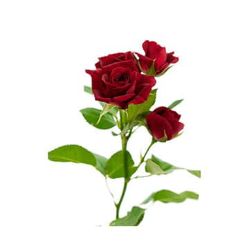 Роза тр рубикон 70 см Santreyd 24688