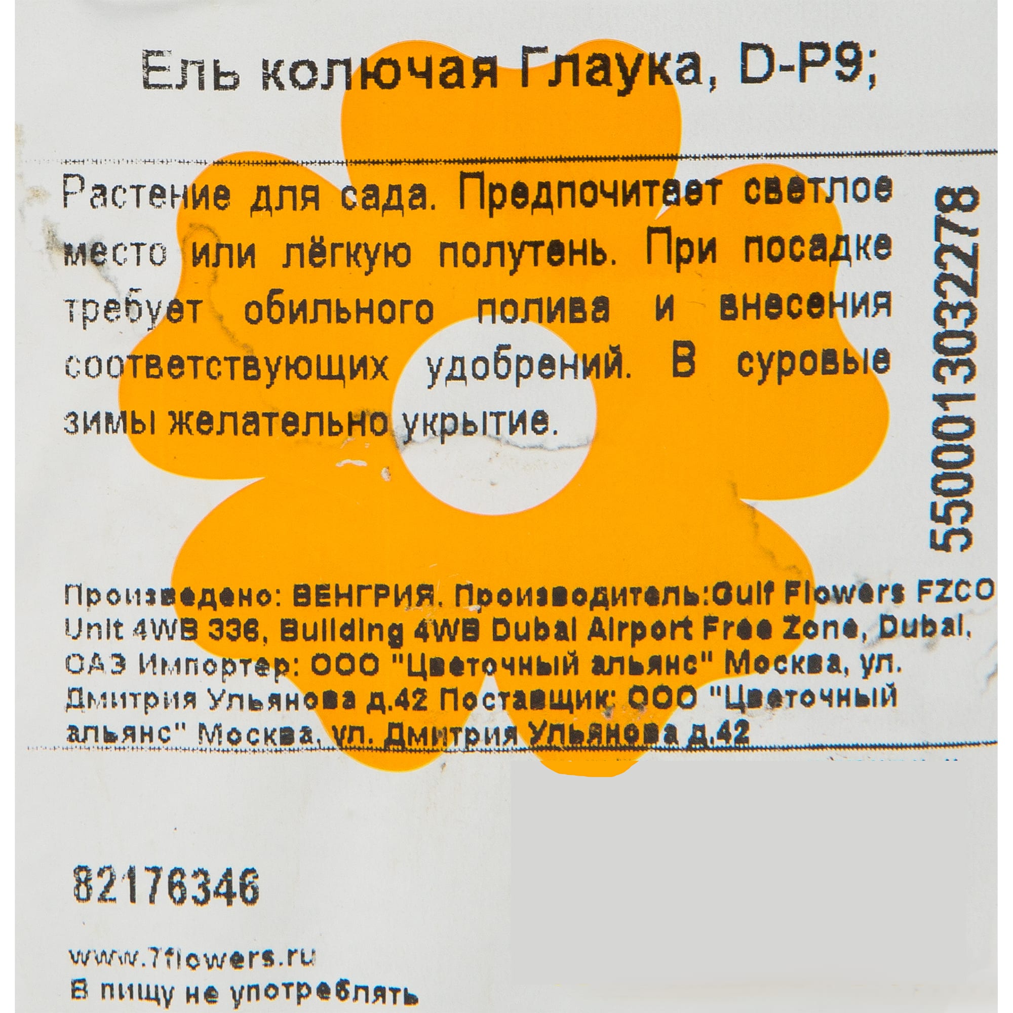 82176346 Ель колючая «Глаука» P9 Santreyd  - Вид №1