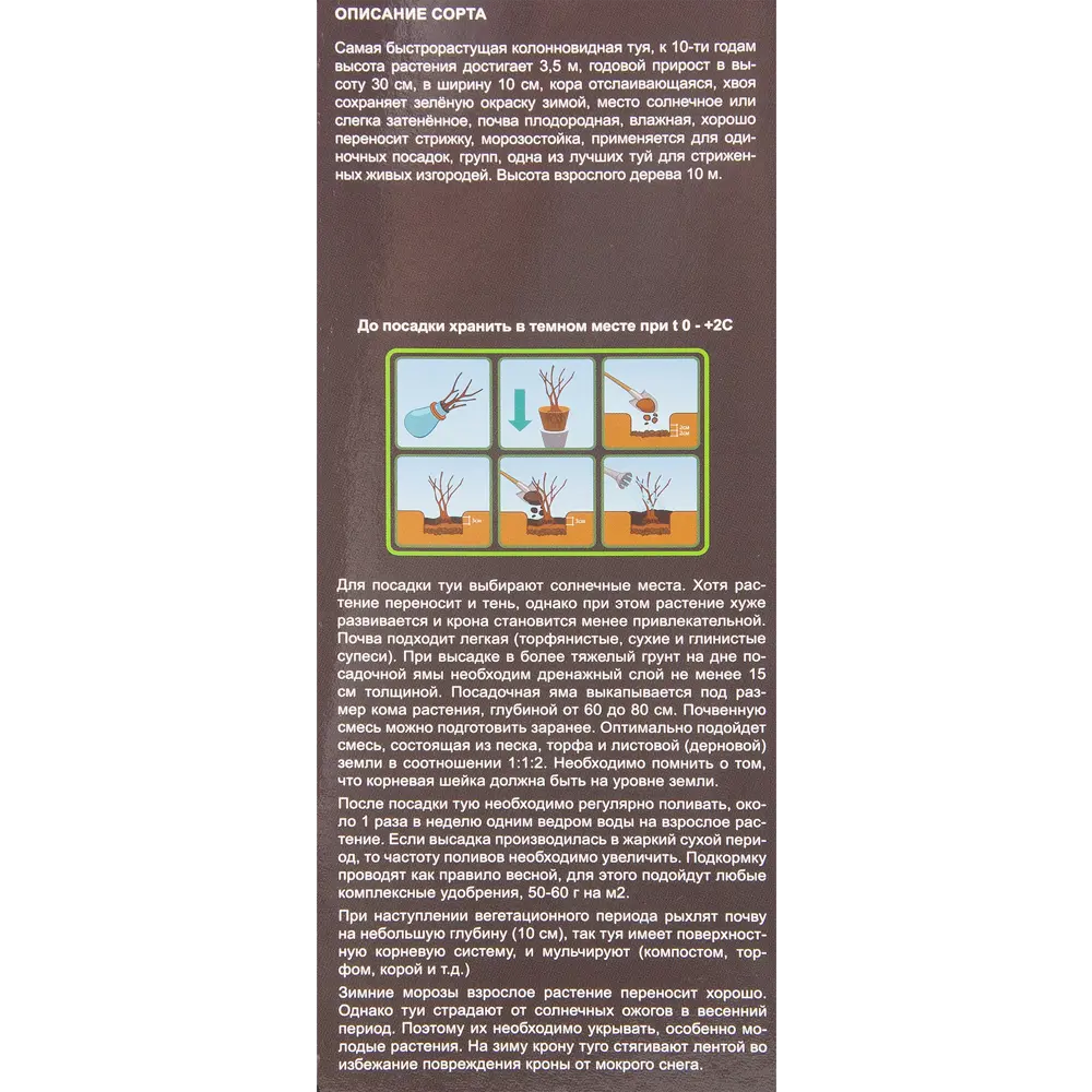 Туя западная Брабант в тубе 82539537 STLM-2105133 BLOOMING LIFE  - Вид №2