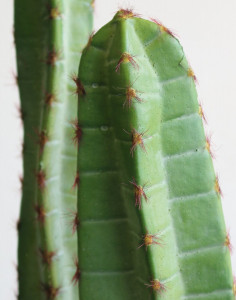 6028 883 a3 Искусственный столбик кактус, в горшке, 160 см, зеленый H-andreas