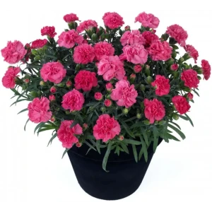 Гвоздика садовая Santreyd - разноцветная многолетняя рассада 84339568