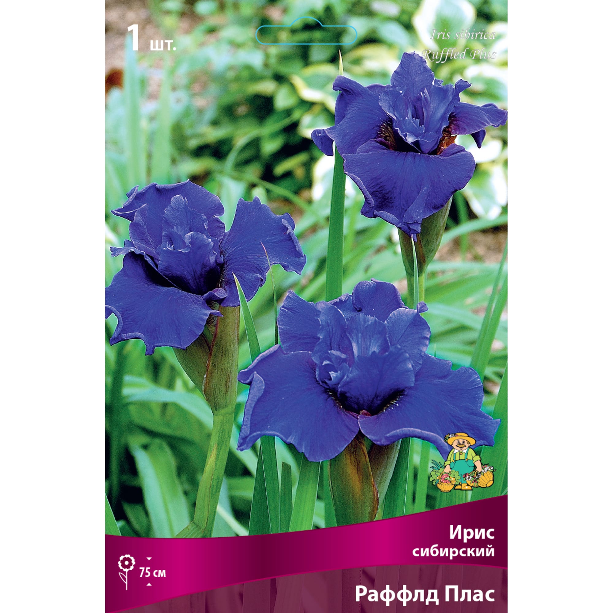 82662339 Ирис сибирский «Раффлд Плас» разбор I Santreyd 