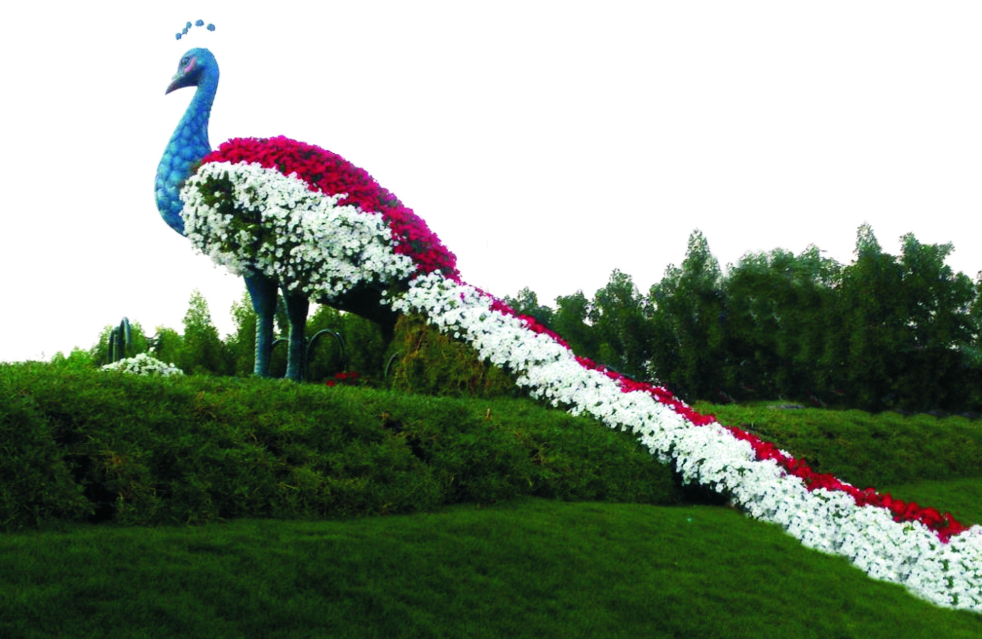 12399 ПАВЛИН со сложенным хвостом, арт-объект, топиарная фигура LAB.Space 